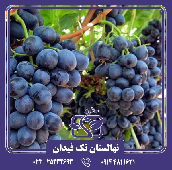 نهال انگور خشناو
