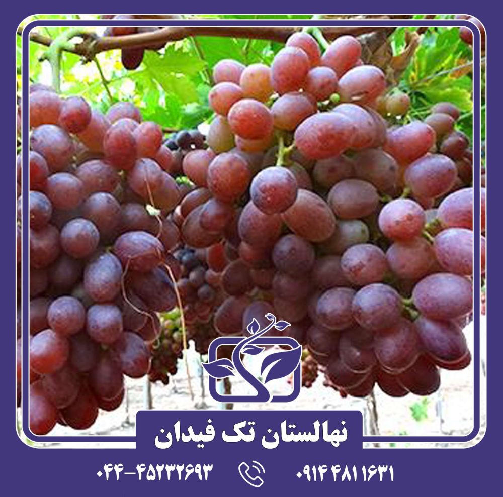 نهال انگور خضری