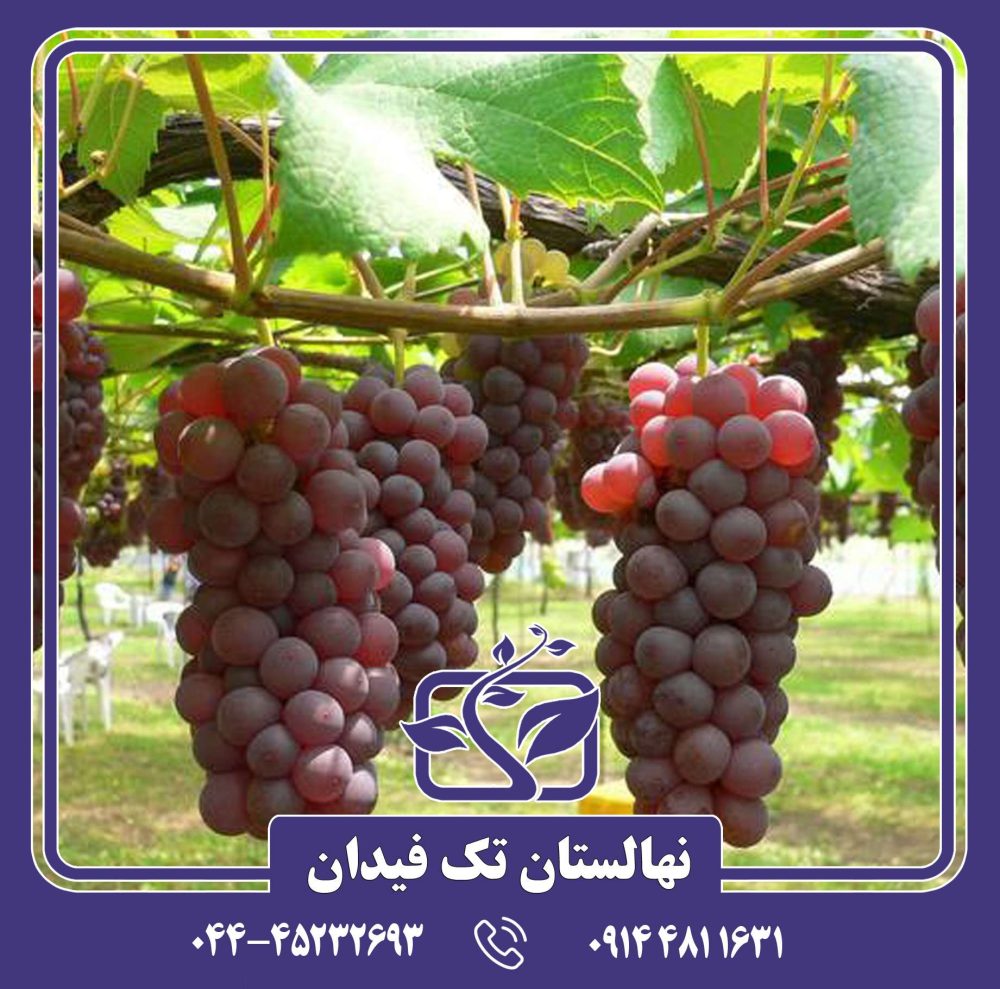 نهال انگور خضری