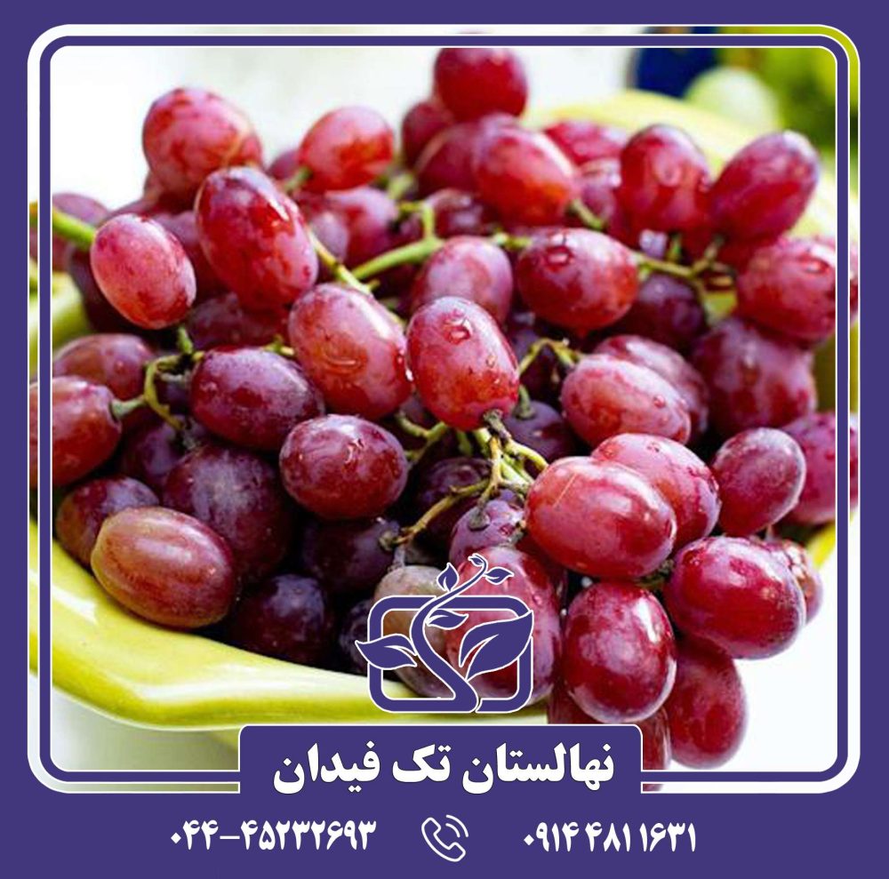 نهال انگور خضری