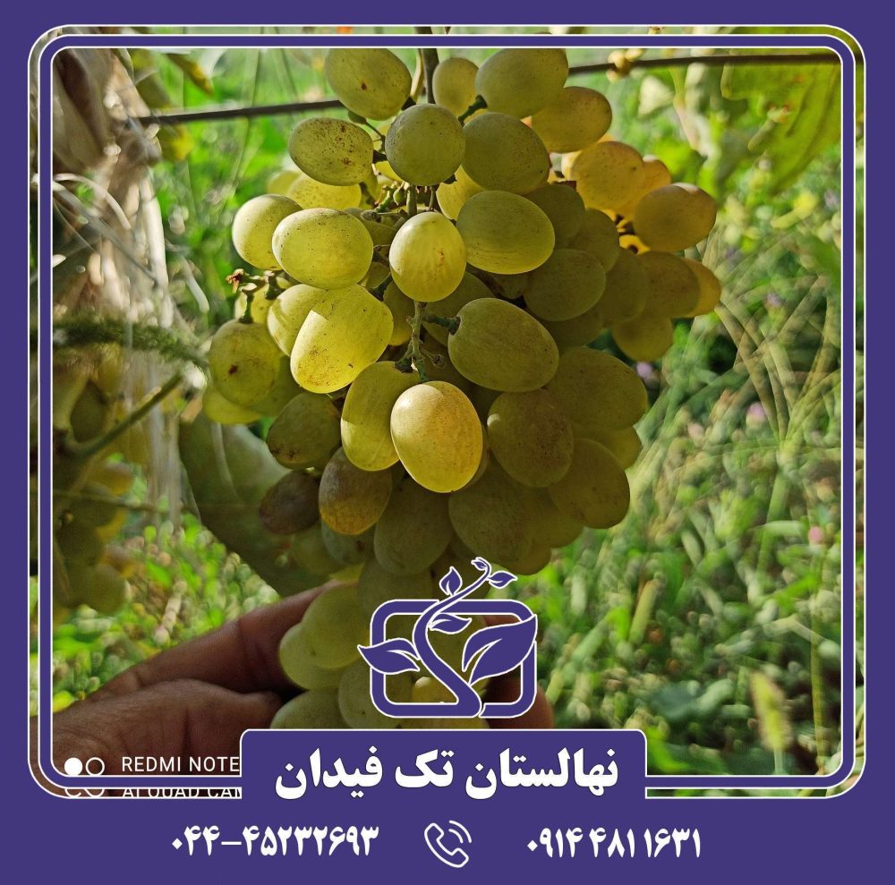 نهال انگور خلیلی سفید