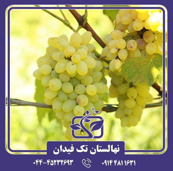 نهال انگور خلیلی سفید