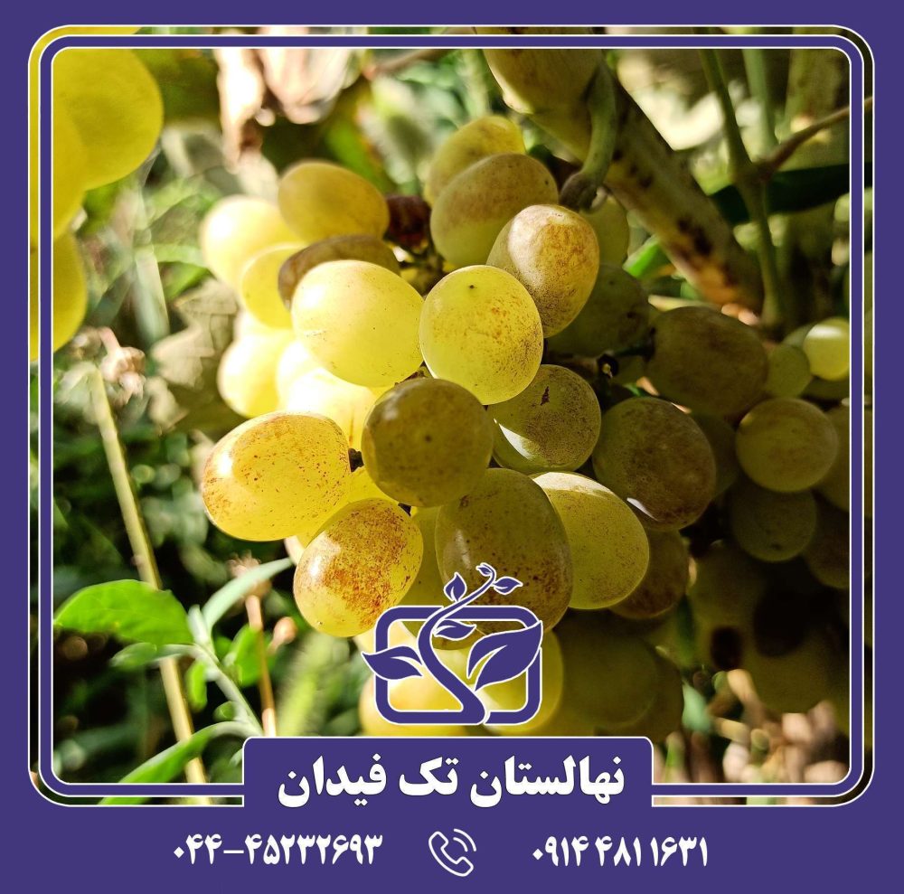 نهال انگور خلیلی سفید