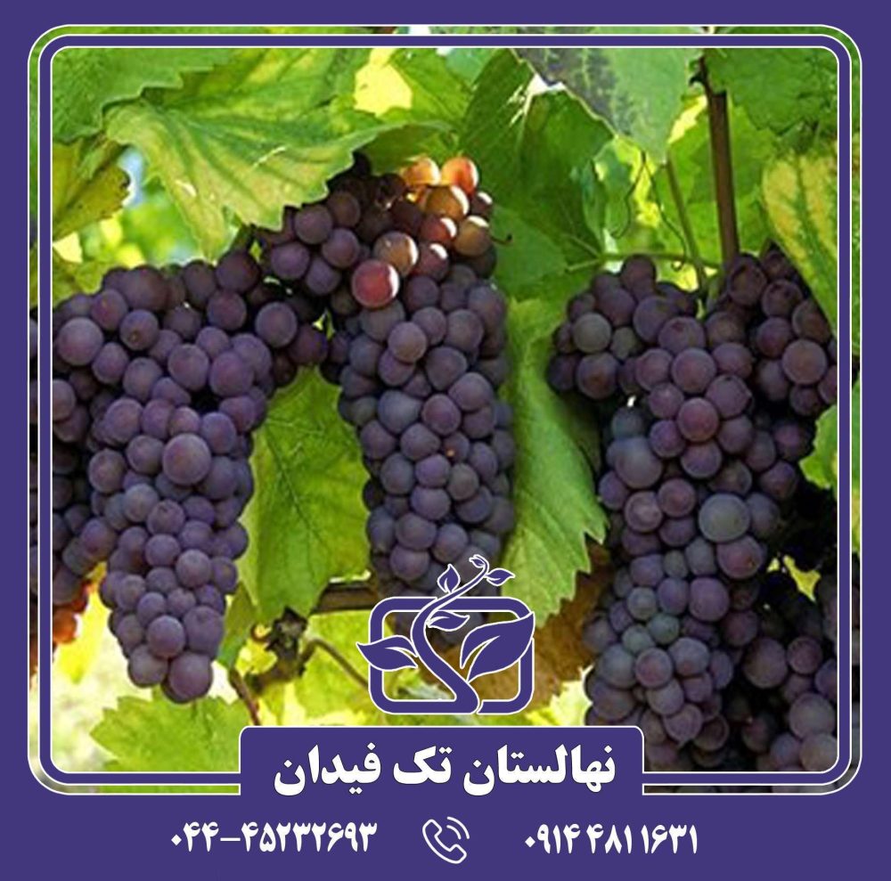 نهال انگور خلیلی قرمز