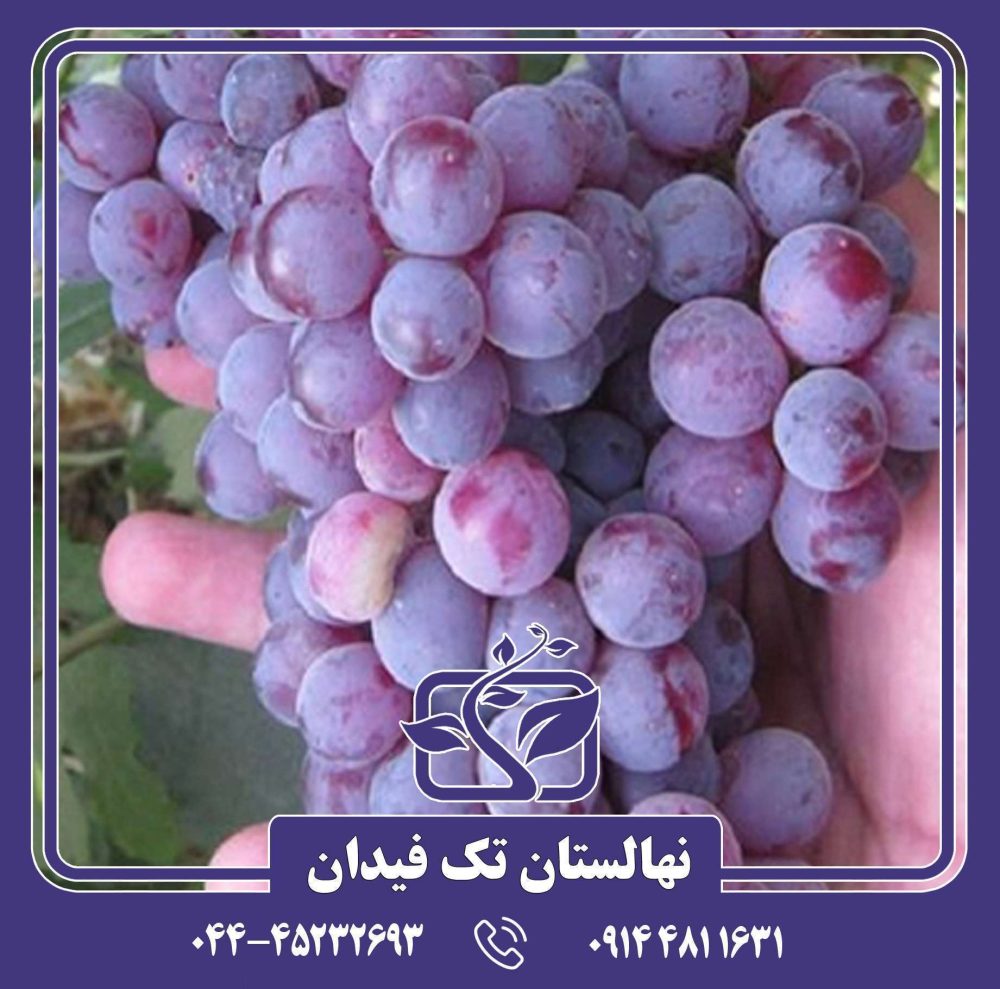 نهال انگور خلیلی قرمز