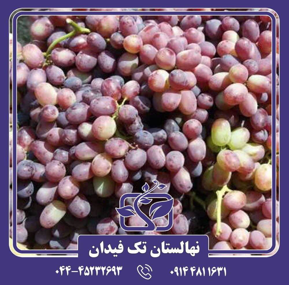 نهال انگور خلیلی قرمز
