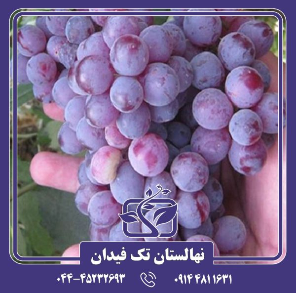 نهال انگور خلیلی قرمز
