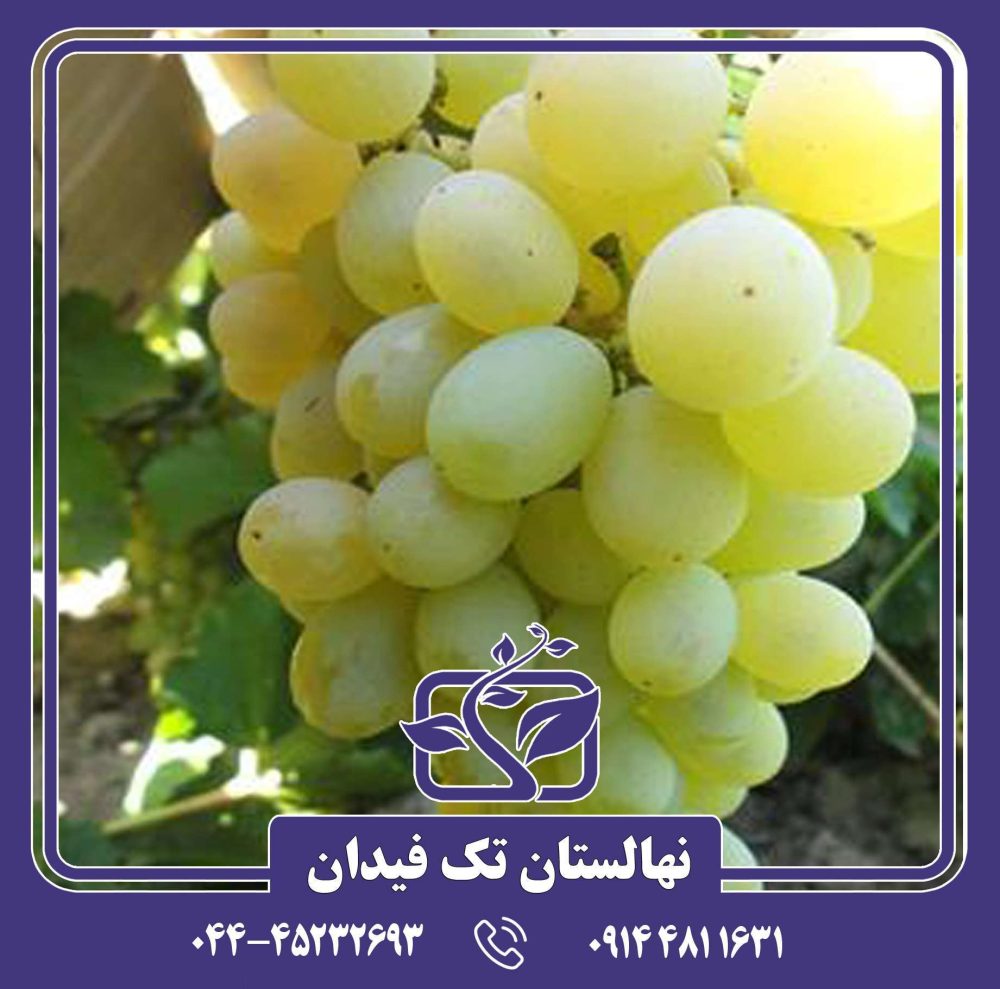 نهال انگور دسترچین