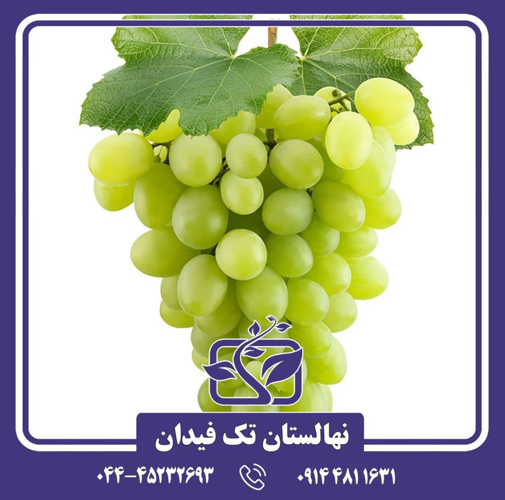 نهال انگور دسترچین