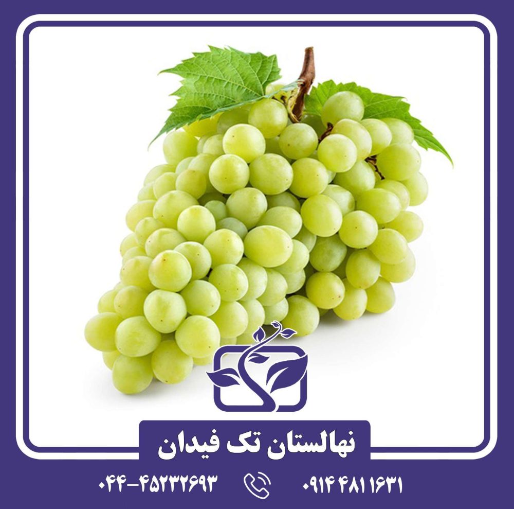 نهال انگور دسترچین