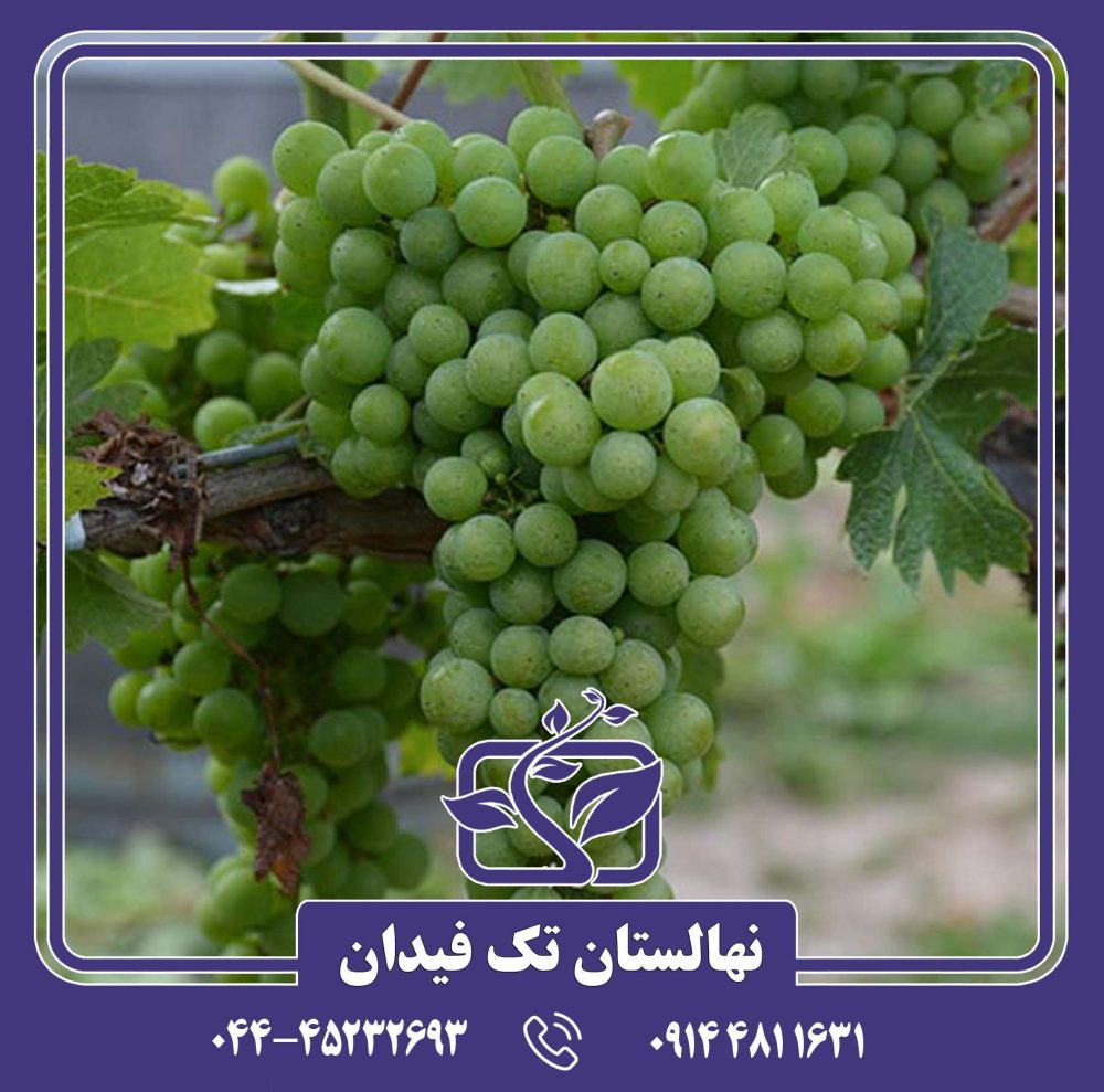 نهال انگور دووین
