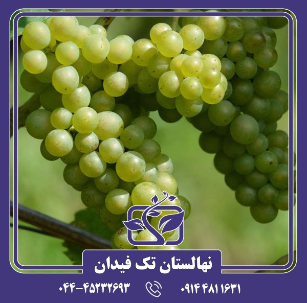 نهال انگور دووین