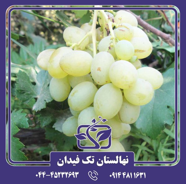نهال انگور دیزماری