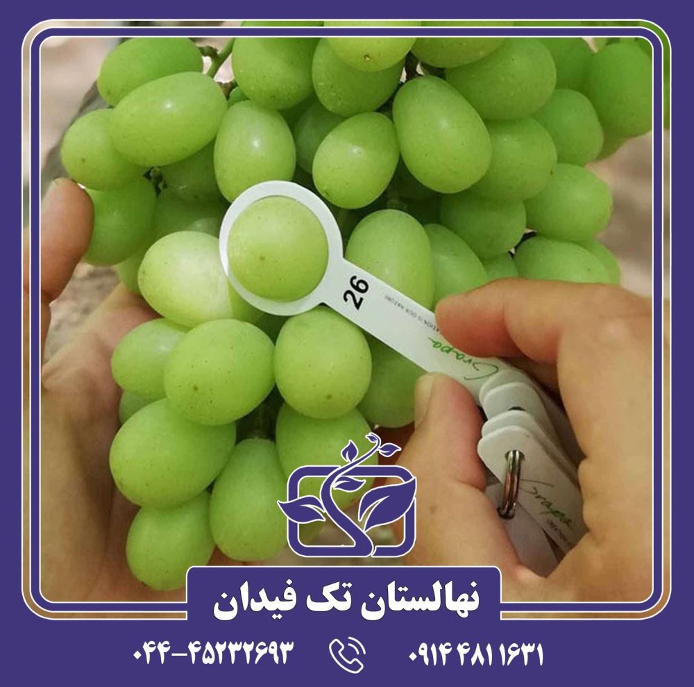 نهال انگور دیزماری