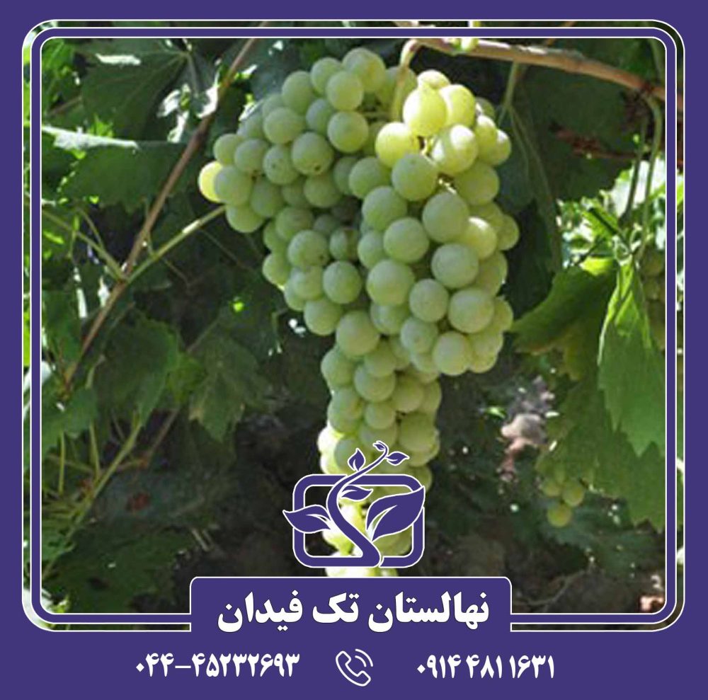 نهال انگور دیوانه
