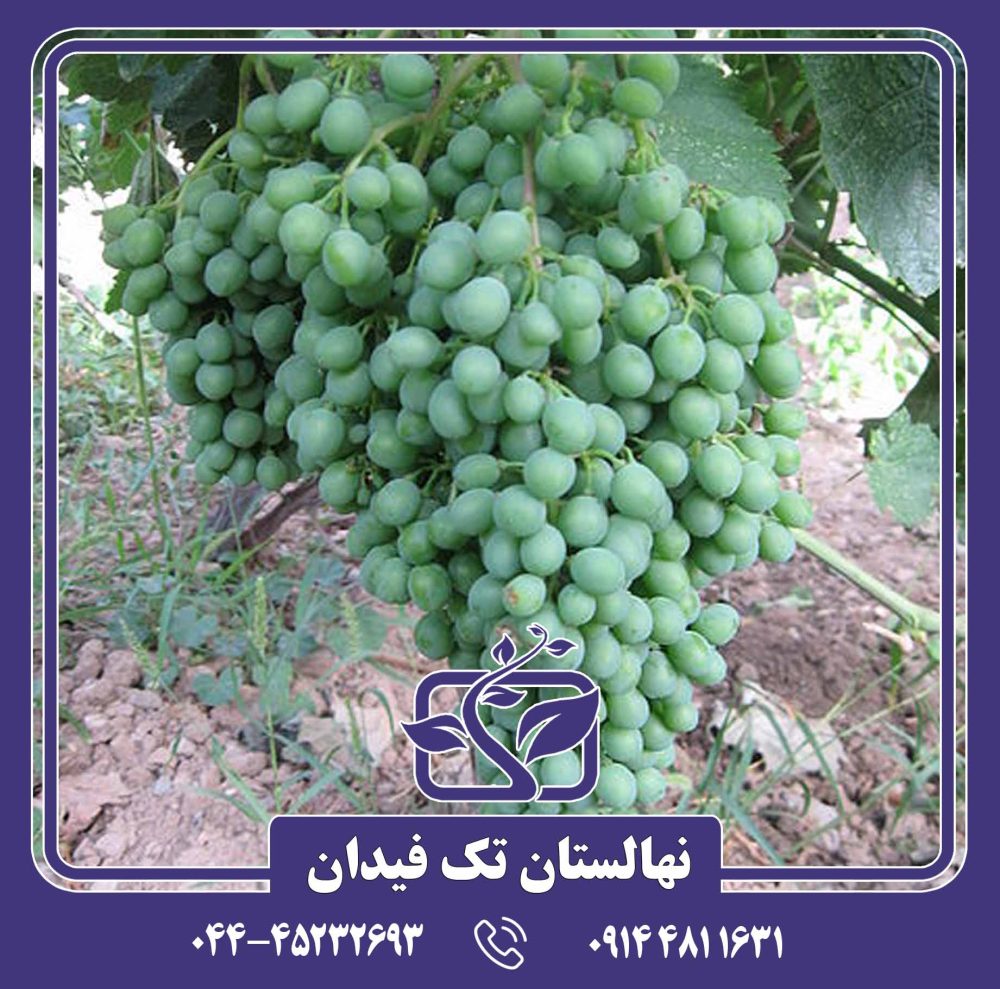 نهال انگور دیوانه