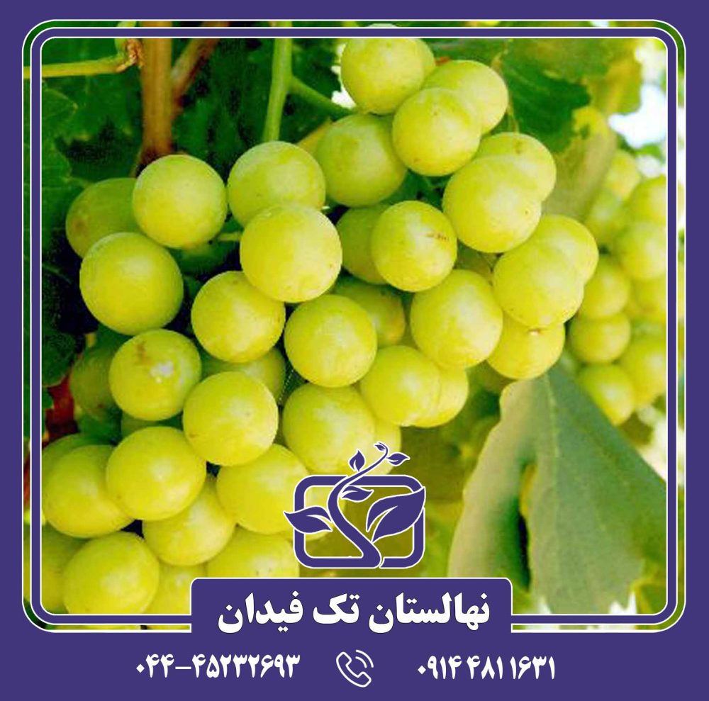 نهال انگور دیوانه