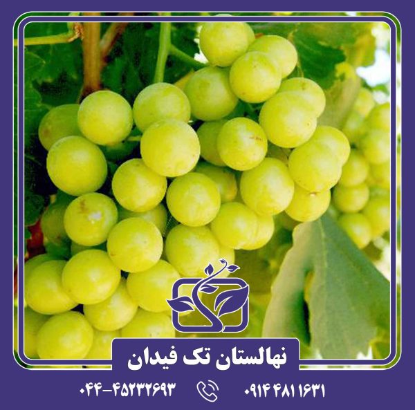 نهال انگور دیوانه