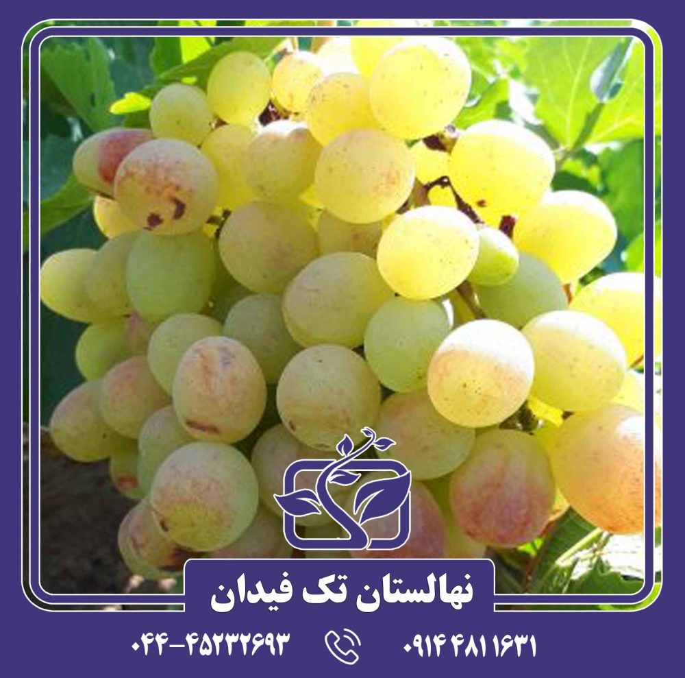 نهال انگور رازقی