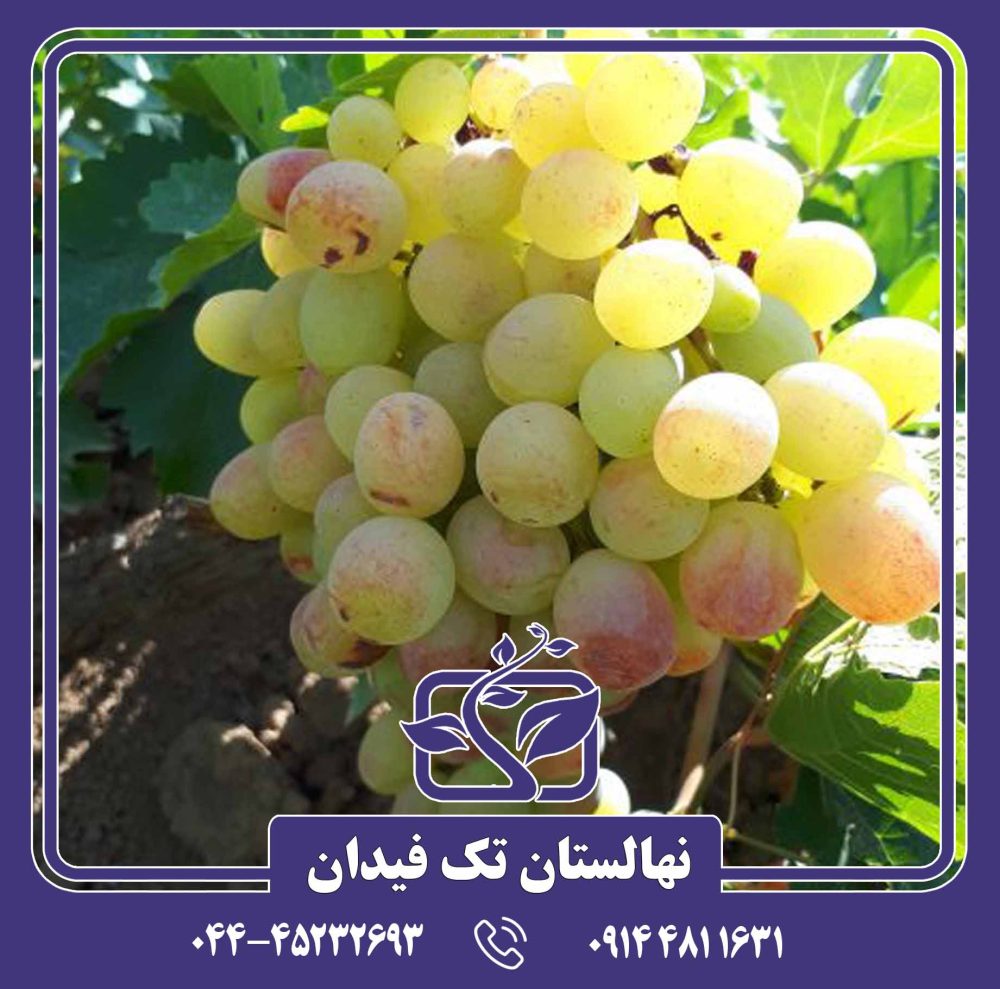 نهال انگور رازقی