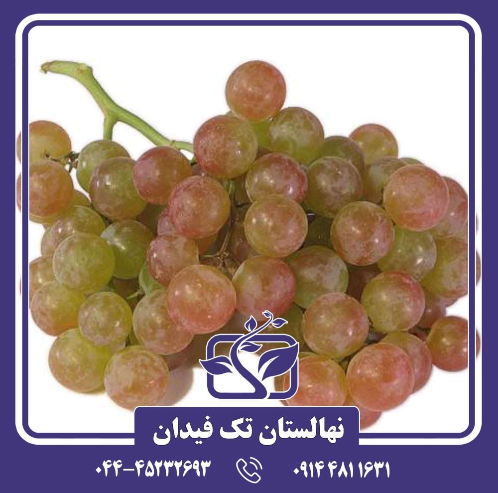 نهال انگور رازقی