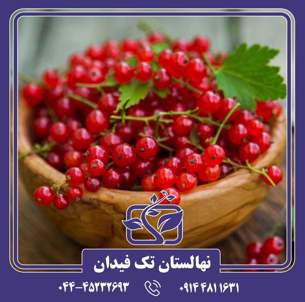 نهال انگور فرنگی ردکارنت