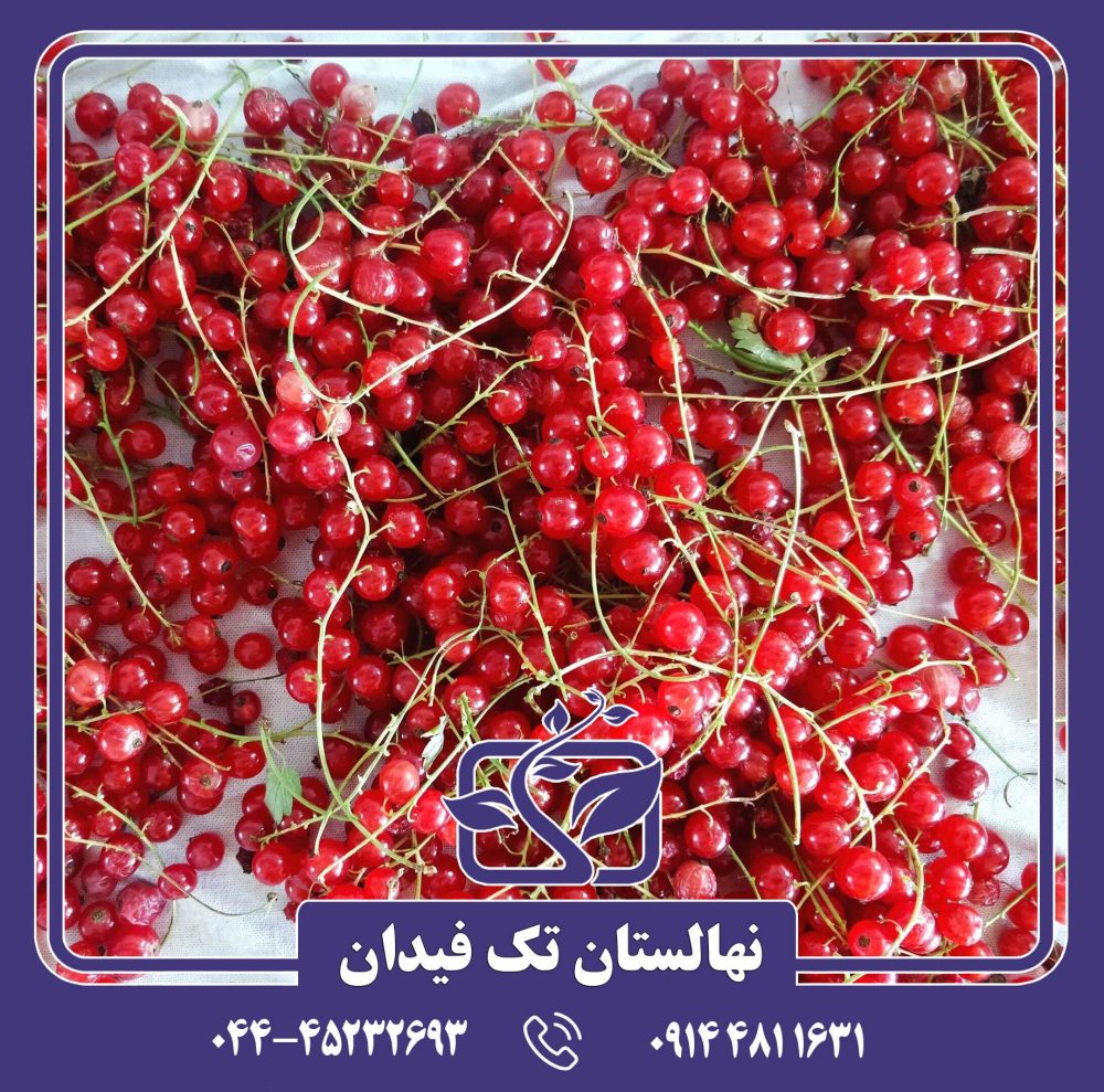 نهال انگور فرنگی ردکارنت