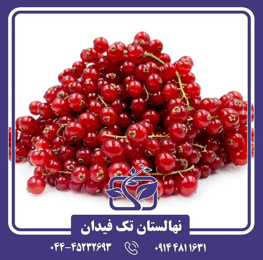 نهال انگور فرنگی ردکارنت