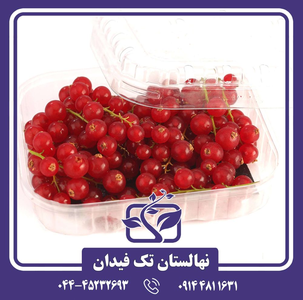 نهال انگور فرنگی ردکارنت