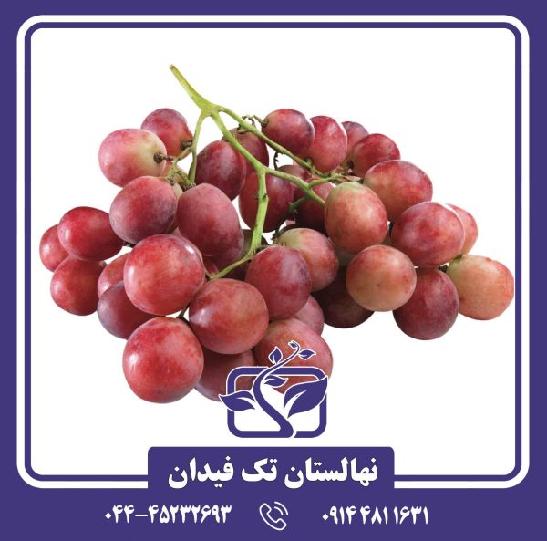 نهال انگور ردگلوب