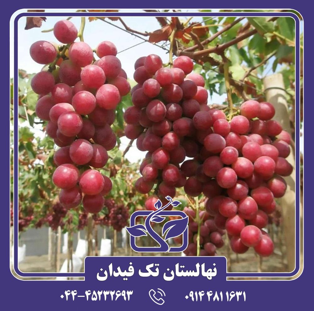 نهال انگور ردگلوب
