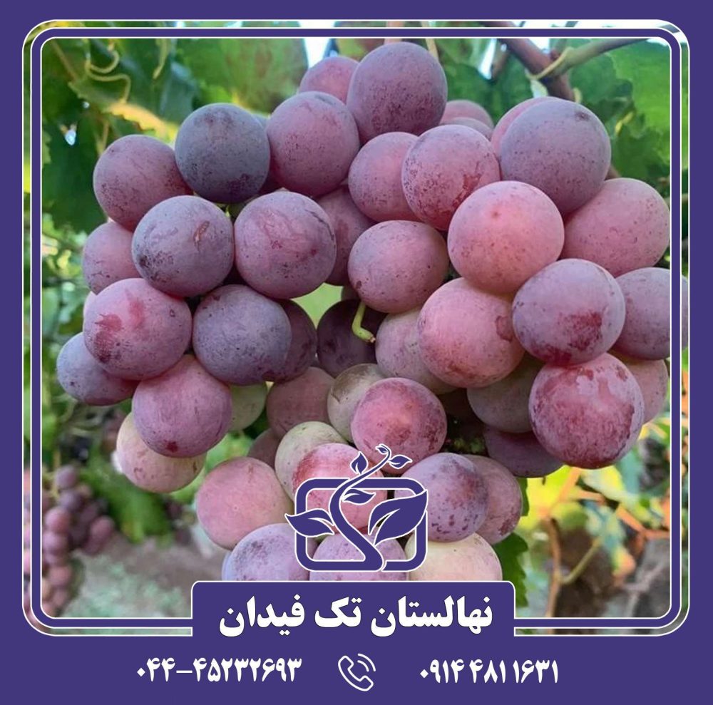 نهال انگور ردگلوب