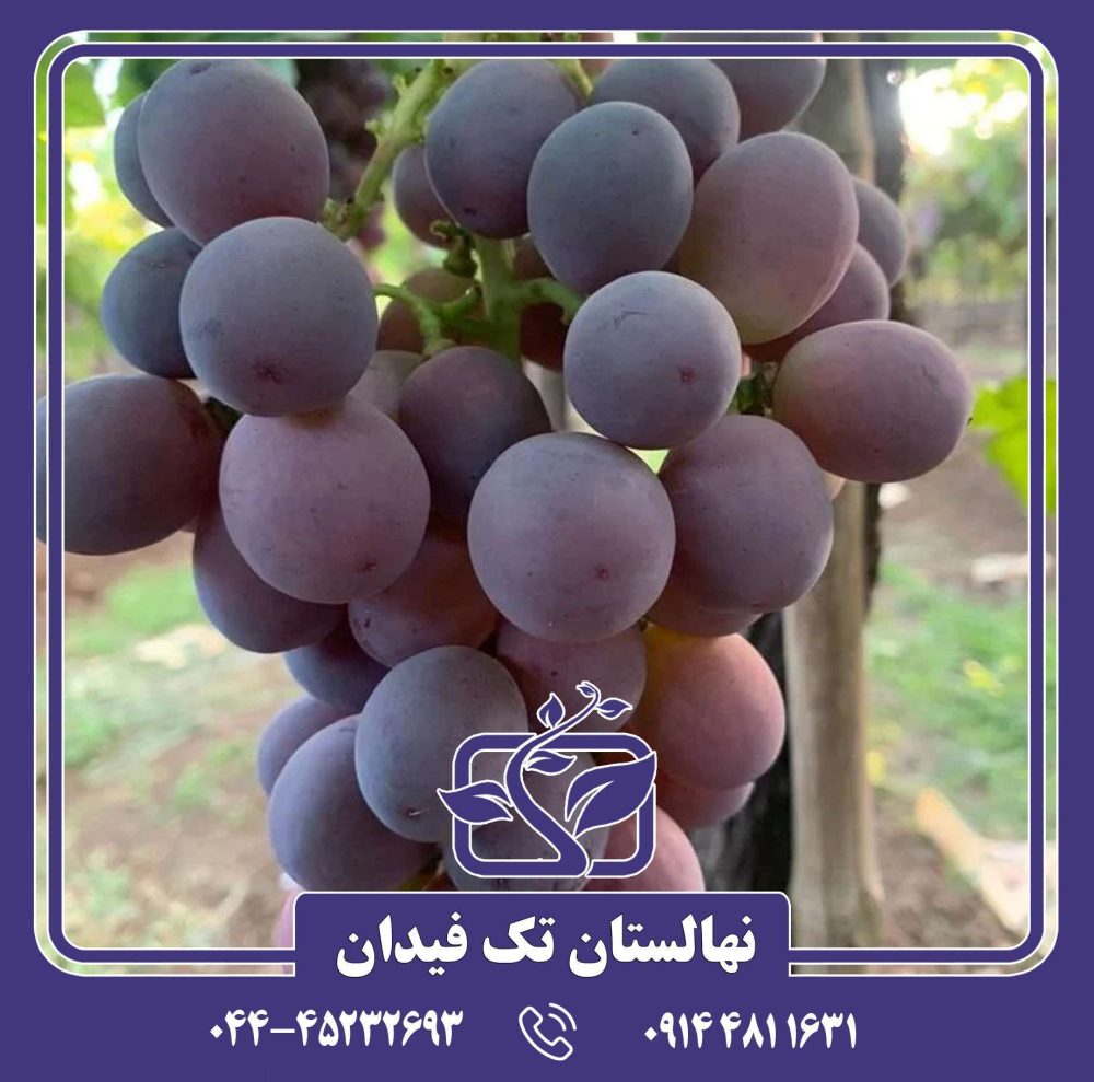 نهال انگور ردگلوب