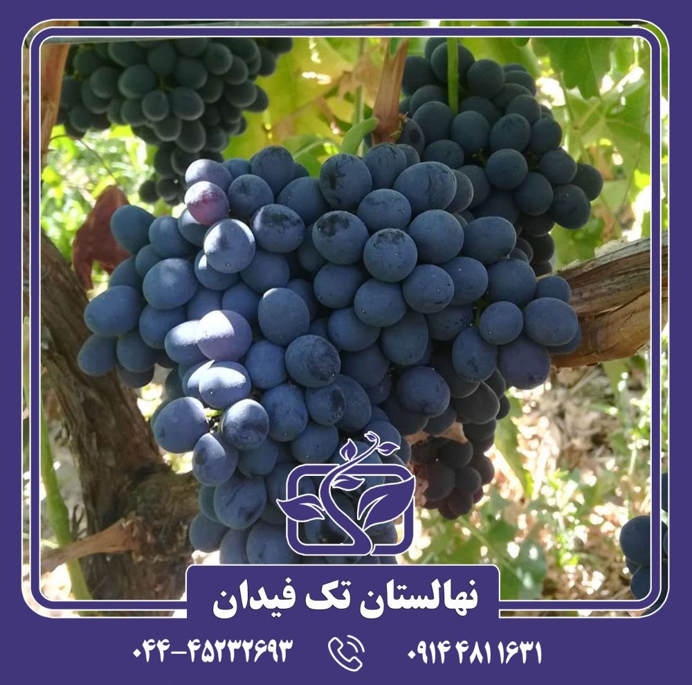 نهال انگور رشه