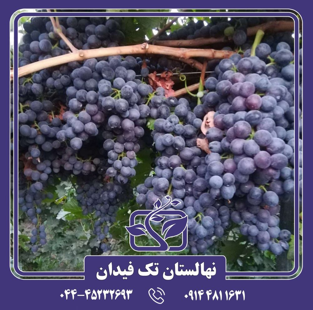 نهال انگور رشه