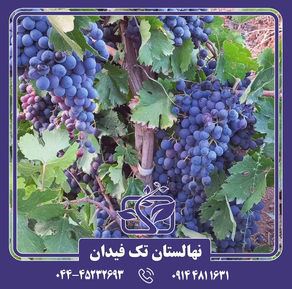 نهال انگور رشه