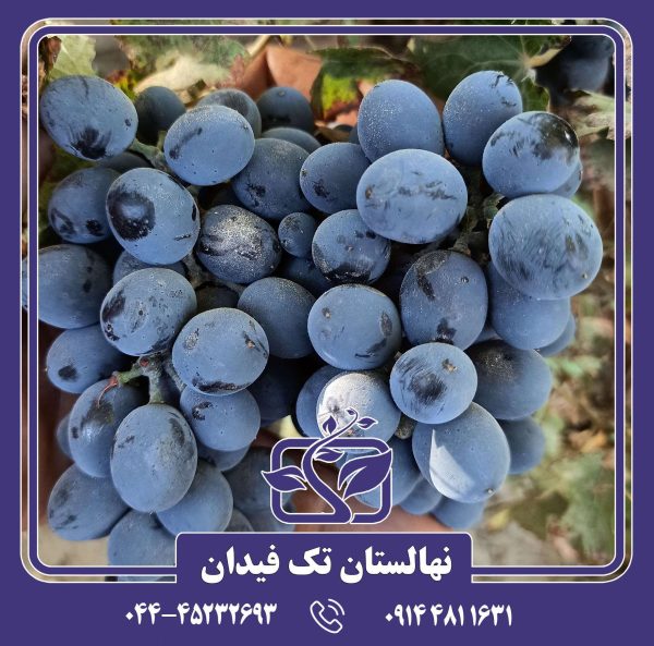نهال انگور رشه