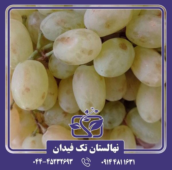 نهال انگور رطبی شیرازی