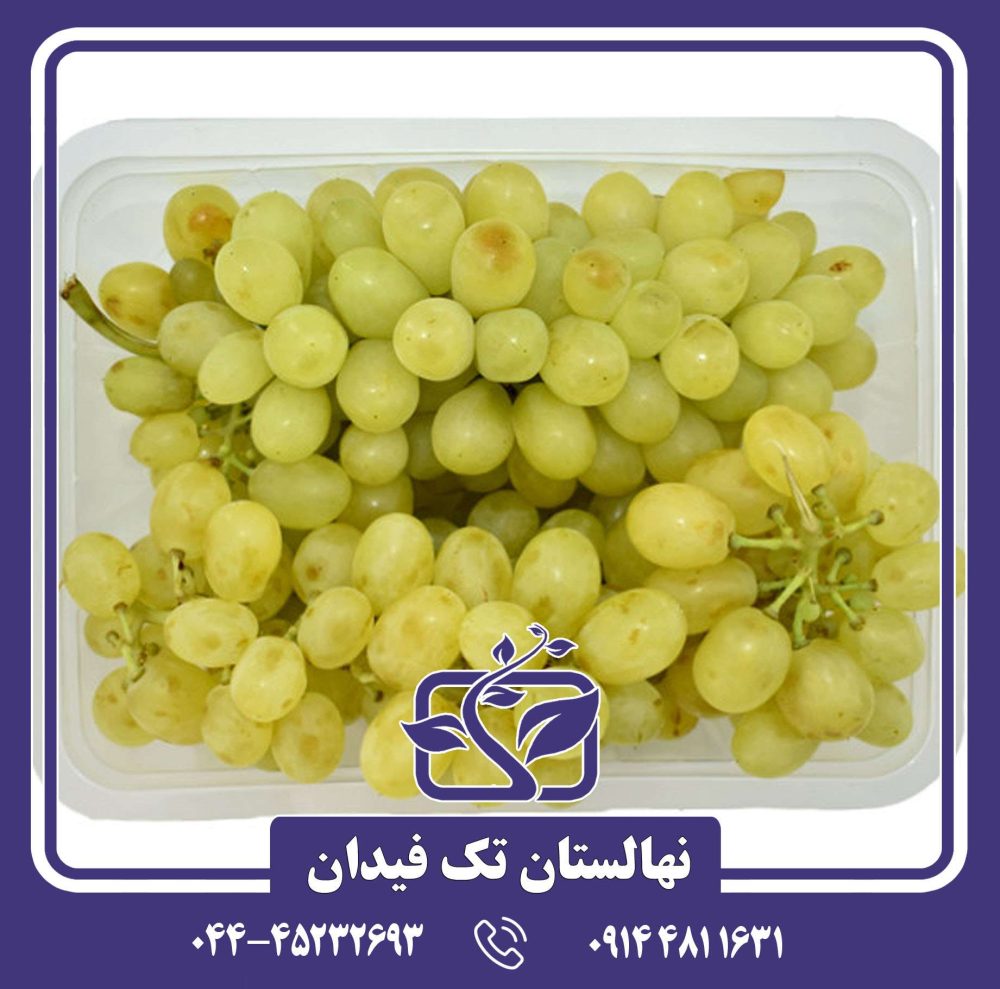 نهال انگور رطبی