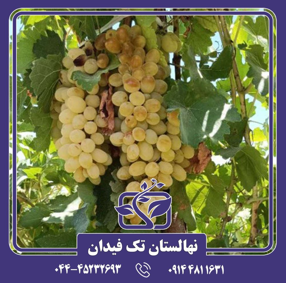 نهال انگور رطبی