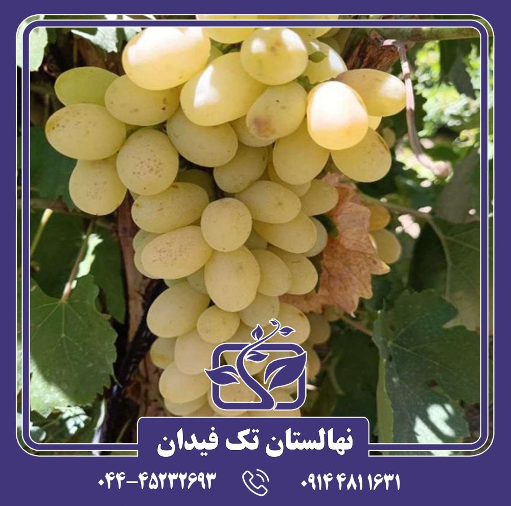 نهال انگور رطبی