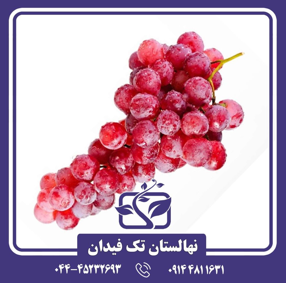 نهال انگور روبی سیدلس
