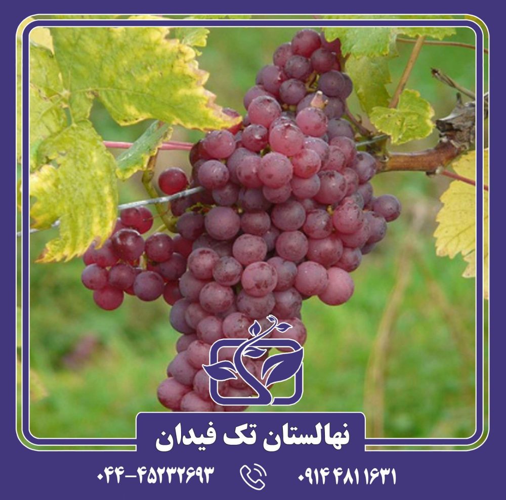 نهال انگور روبی سیدلس