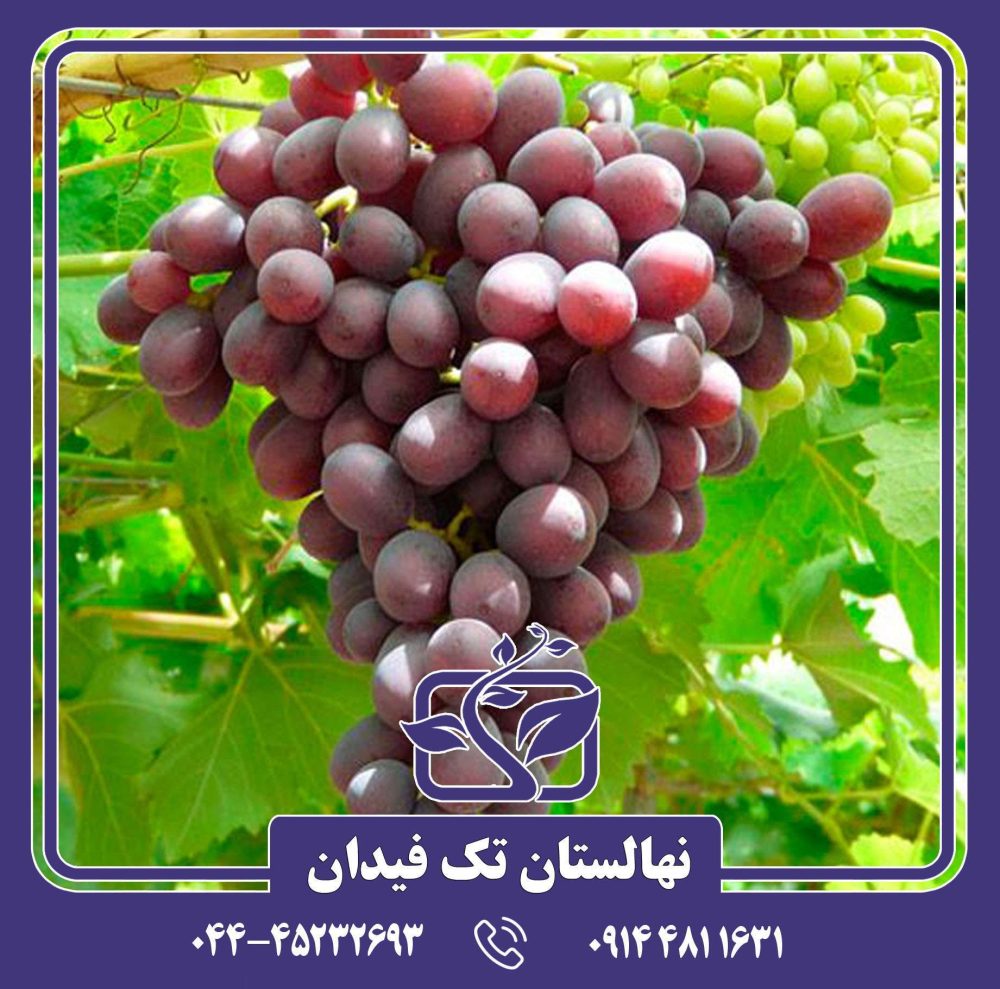 نهال انگور روبی سیدلس