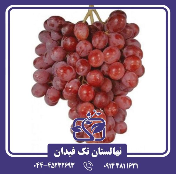 نهال انگور روبی سیدلس