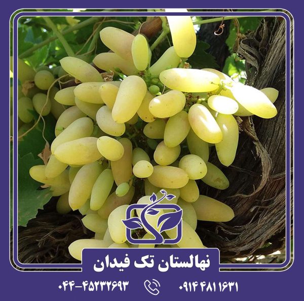 نهال انگور ریش بابا سفید