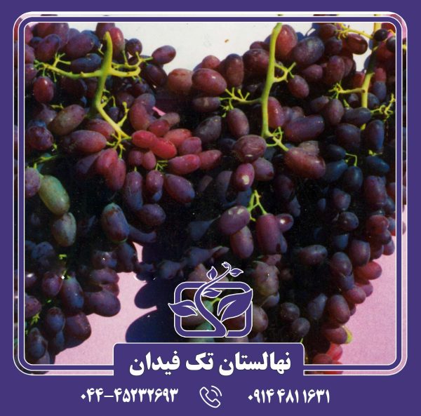 نهال انگور ریش بابا قرمز