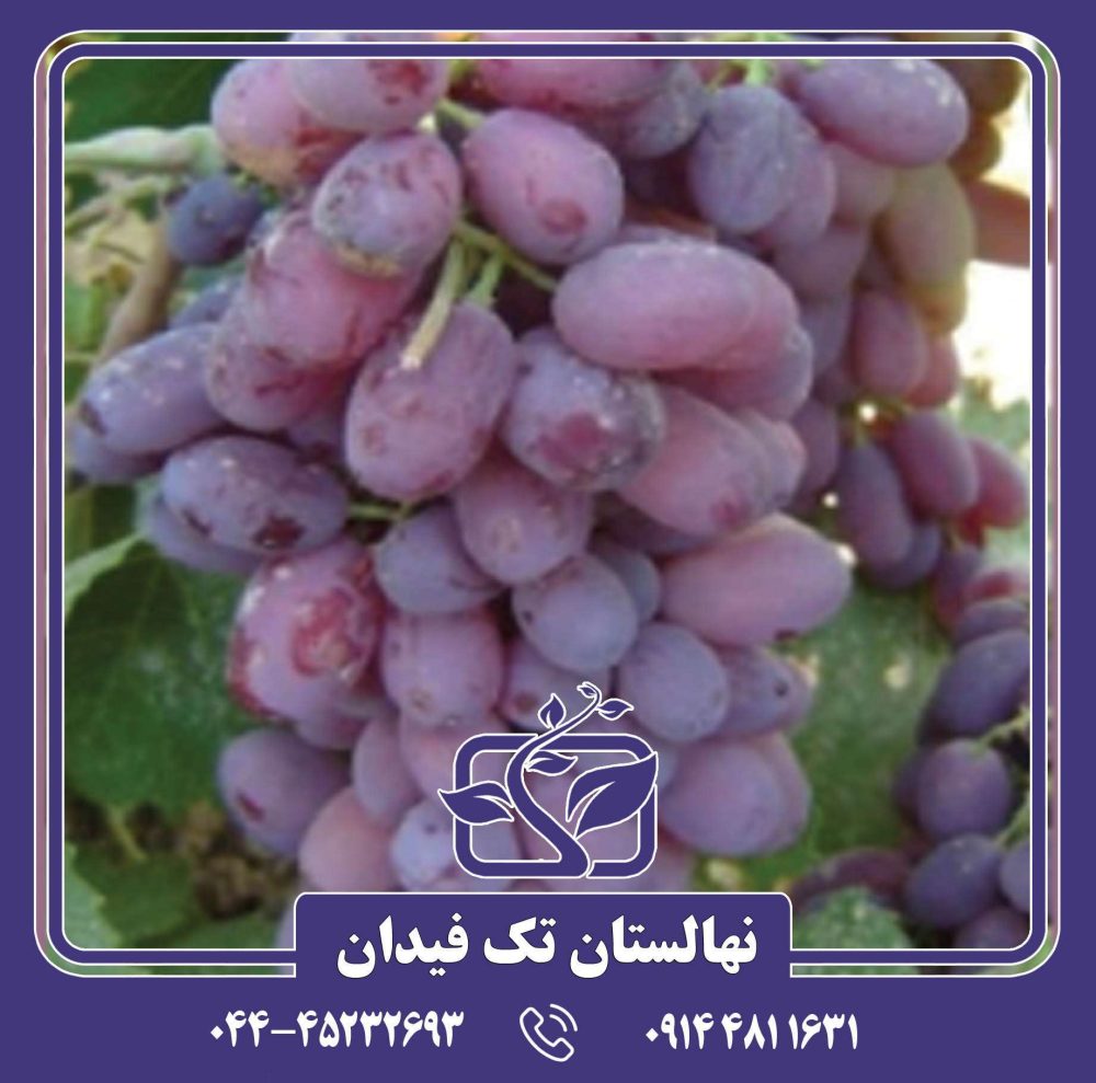 نهال انگور ریش بابا قرمز