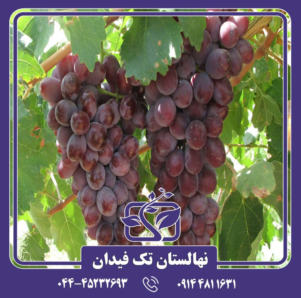 نهال انگور ریش بابا قرمز