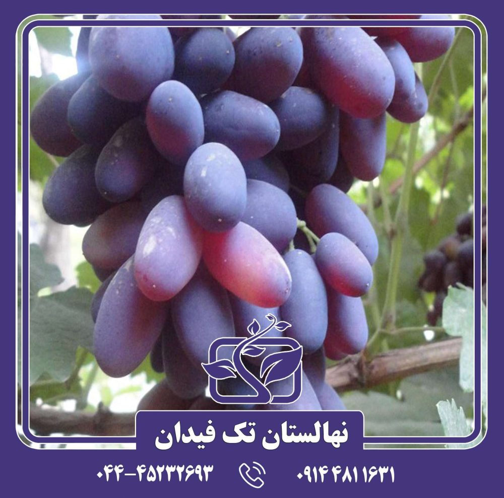نهال انگور ریش بابا قرمز